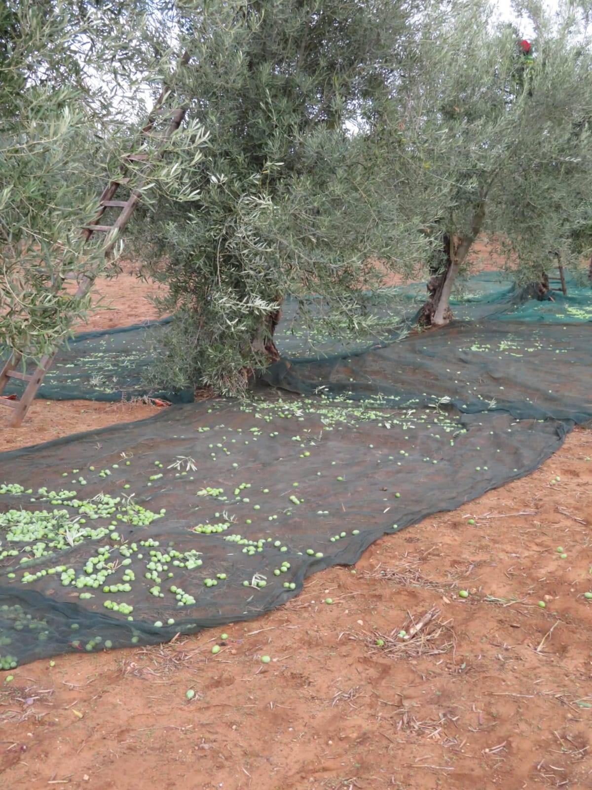 Oliveto