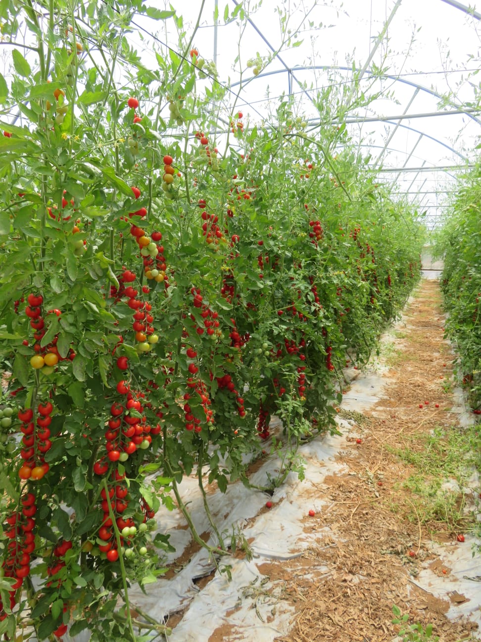 Piantagione pomodoro